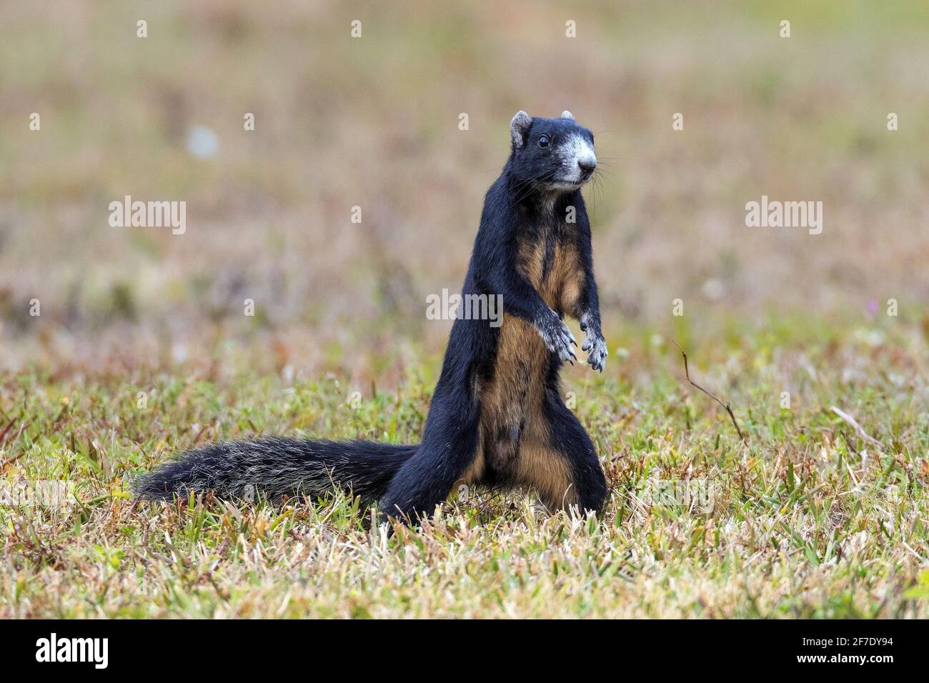 A Big Cypress Fox Squirrel, Sciurus niger avicennia, on a live oak tree. Stock Photo