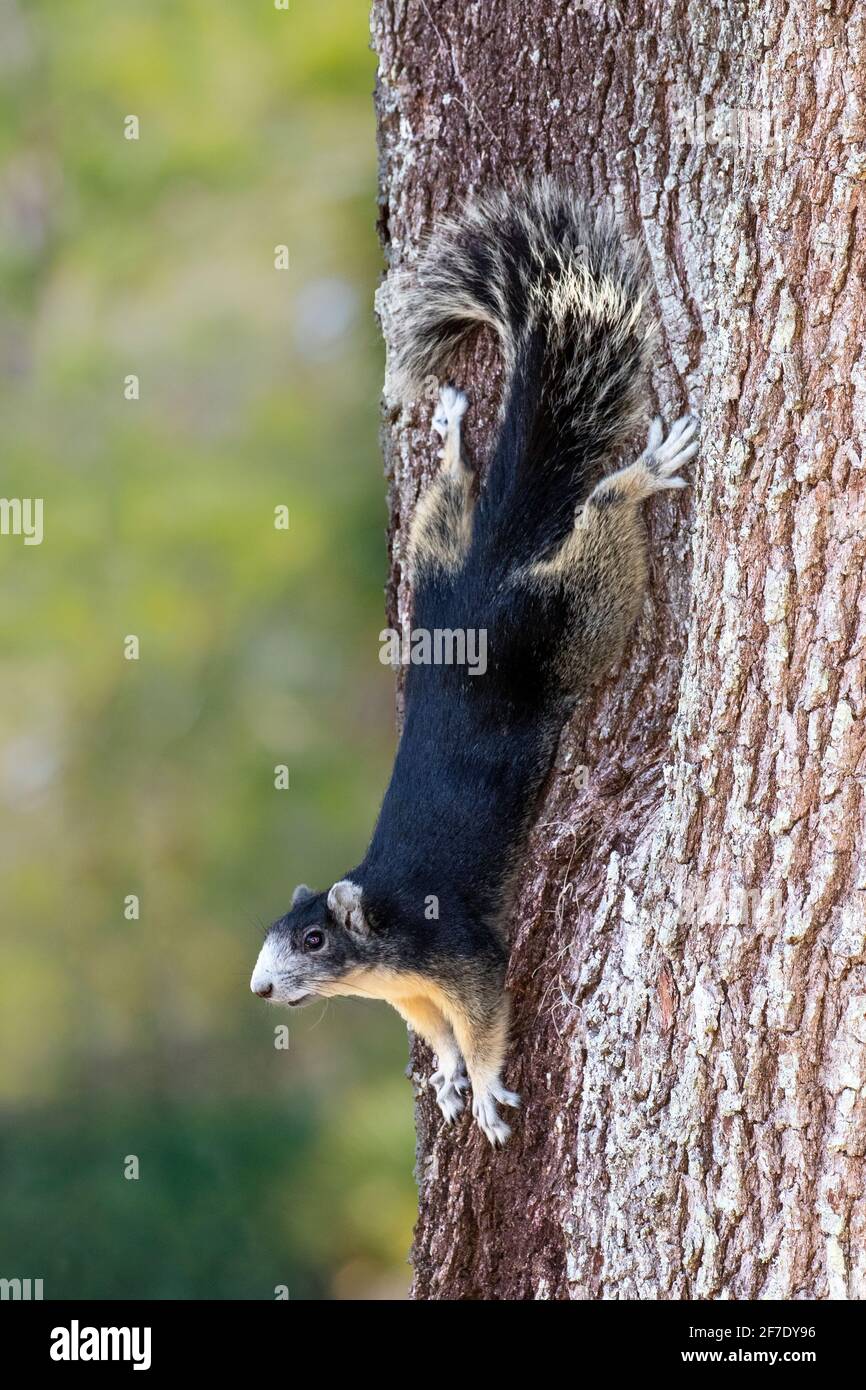A Big Cypress Fox Squirrel, Sciurus niger avicennia, on a live oak tree. Stock Photo