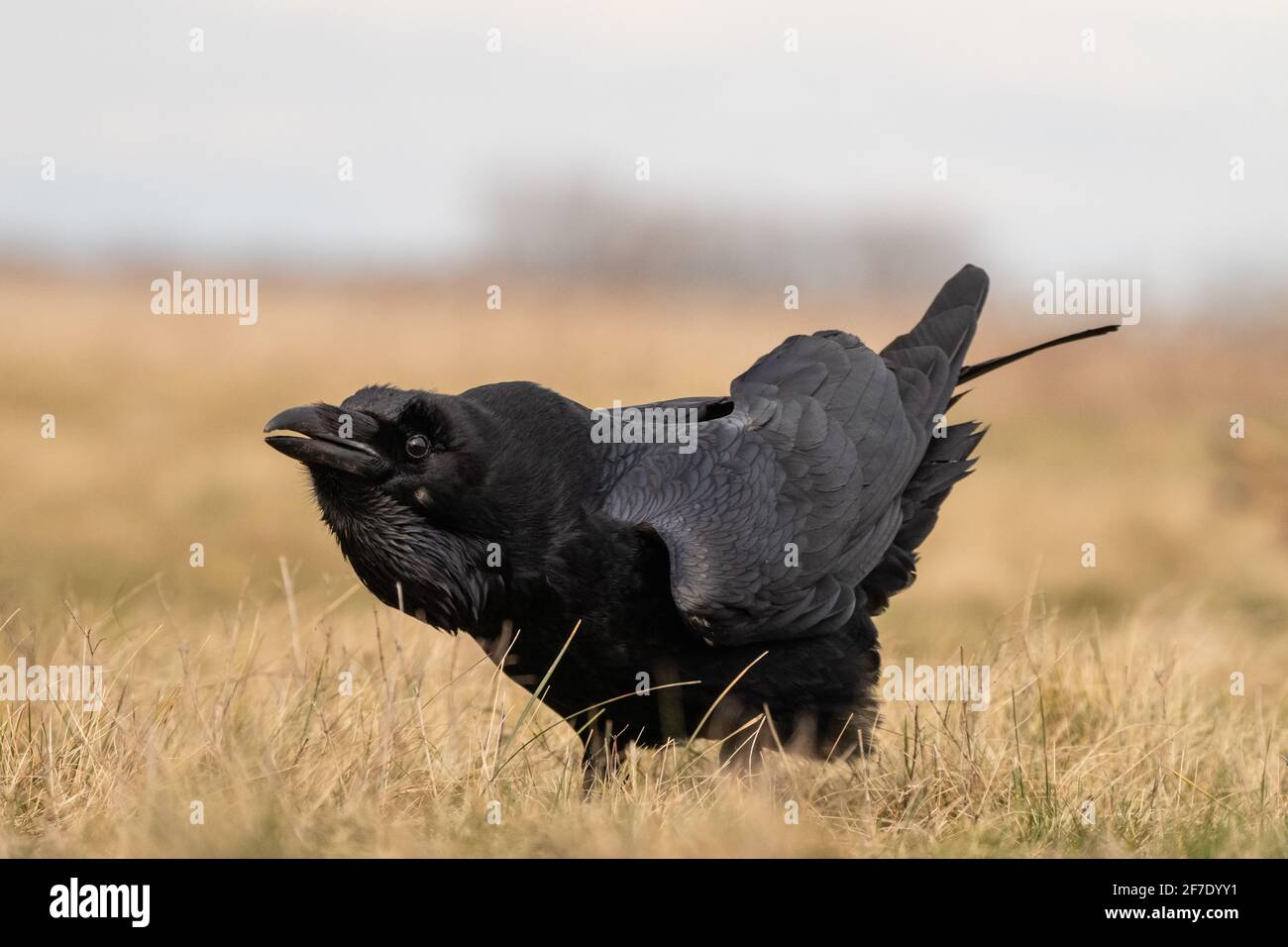 Black raven standing on a meadow alone Stock Photo - Alamy
