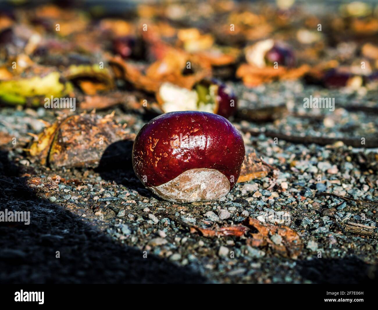 Ripe chestnuts that have fallen to the ground and split open. Bright ...