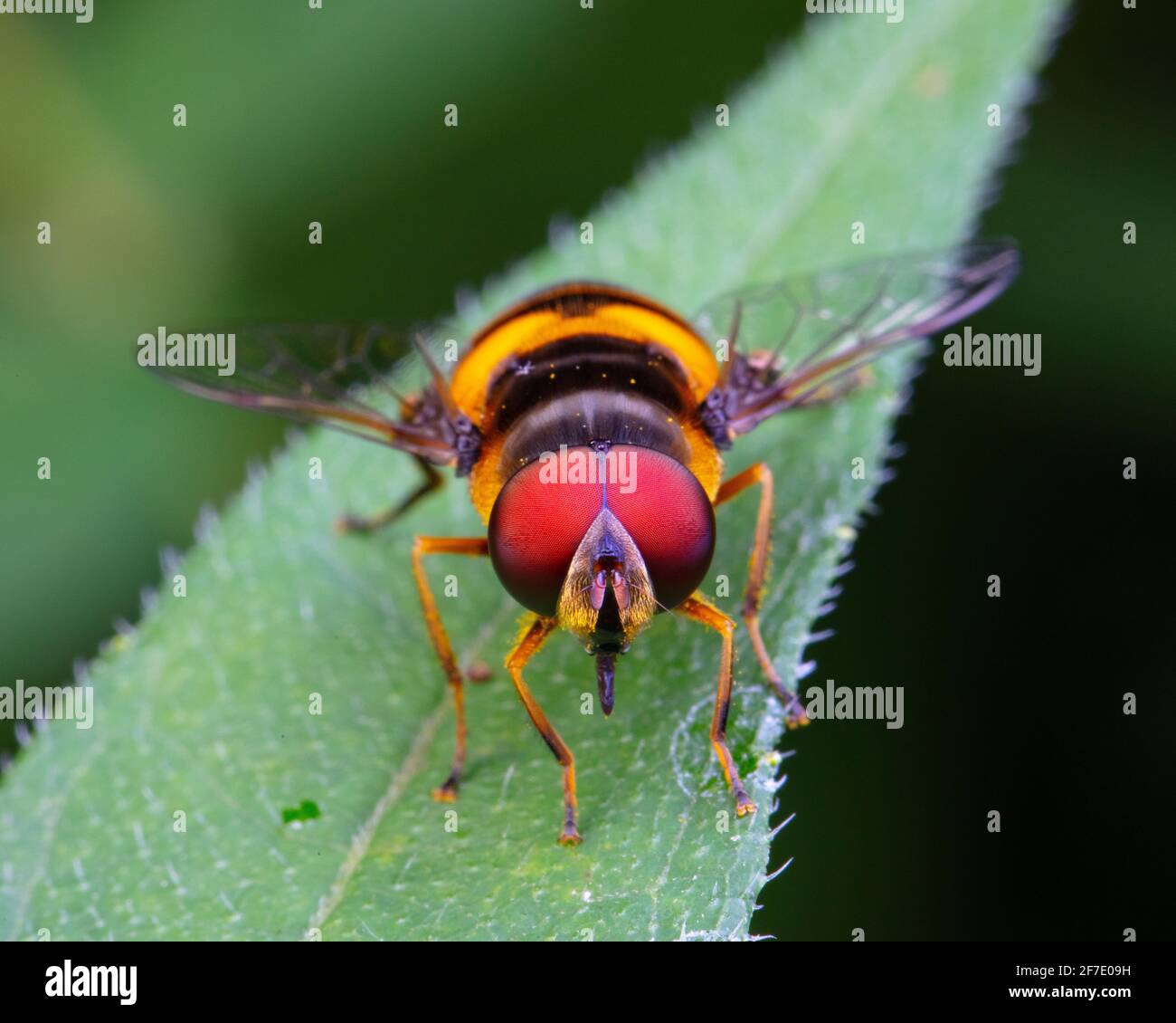 A hoverfly, Syrphidae, perched on a leaf. Stock Photo