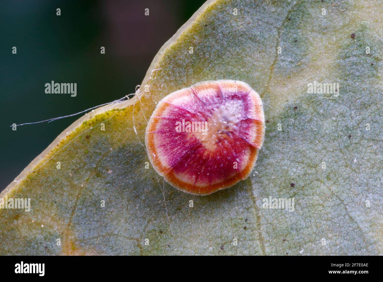 A scale insect, Protopulvinaria pyriformis, attached to a leaf. Stock Photo