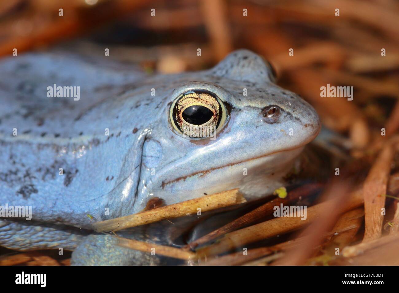 Frog Toad Green High Resolution Stock Photography and Images Alamy