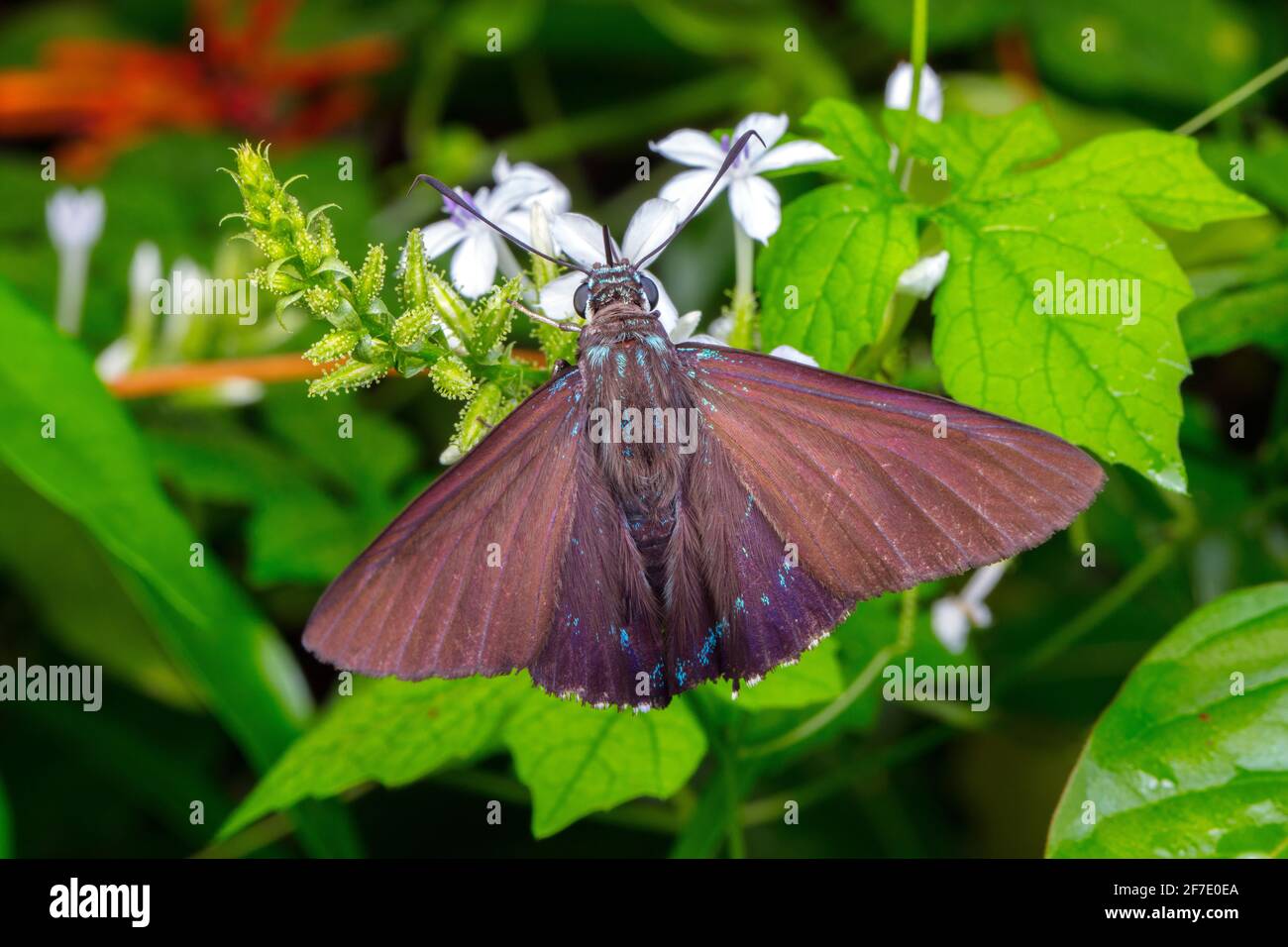 A mangrove skipper, Phocides pigmalion, nectaring a white flower. Stock Photo