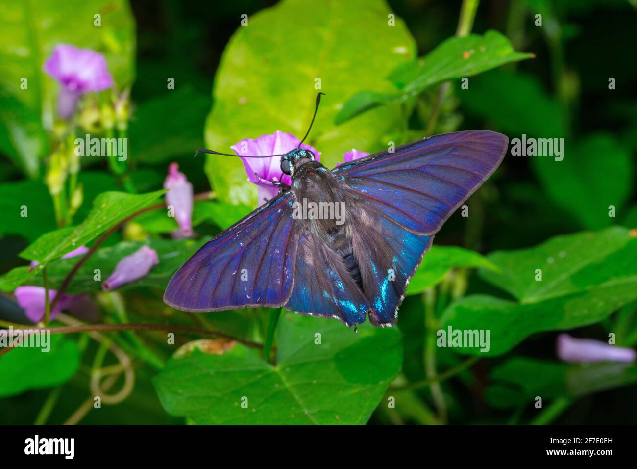 A mangrove skipper, Phocides pigmalion, nectaring a morning glory. Stock Photo