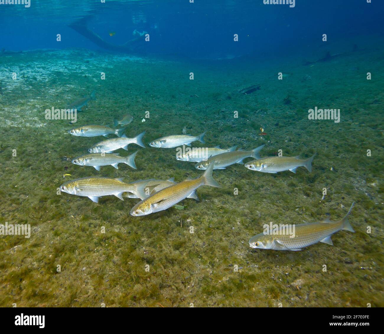 flathead grey mullet, Mugil cephalus, schooling in a clear spring. Stock Photo