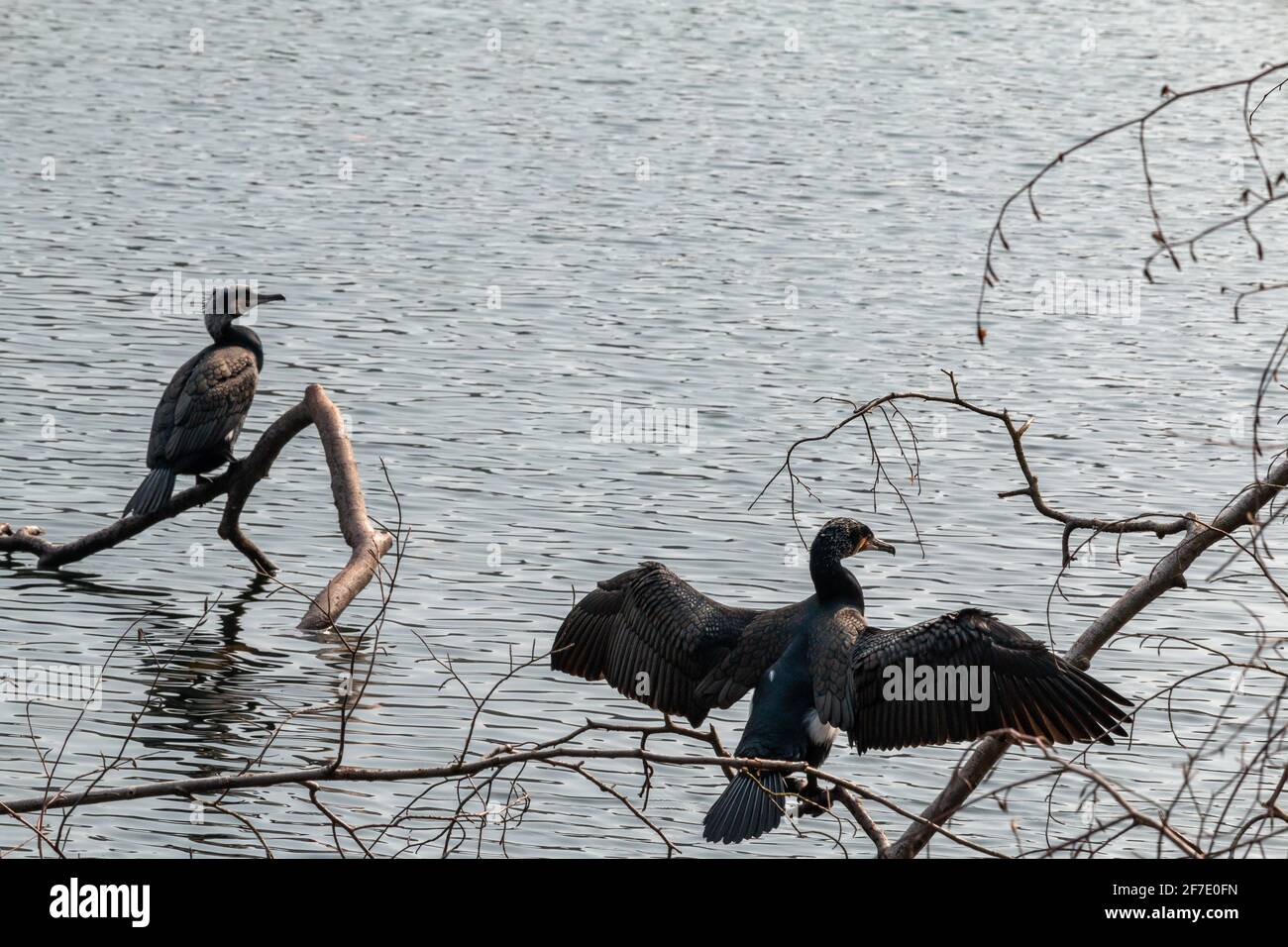 Great cormorants (Phalacrocorax carbo) perching on a fallen tree in a lake. One bird is sunbathing to dry its wings. Stock Photo