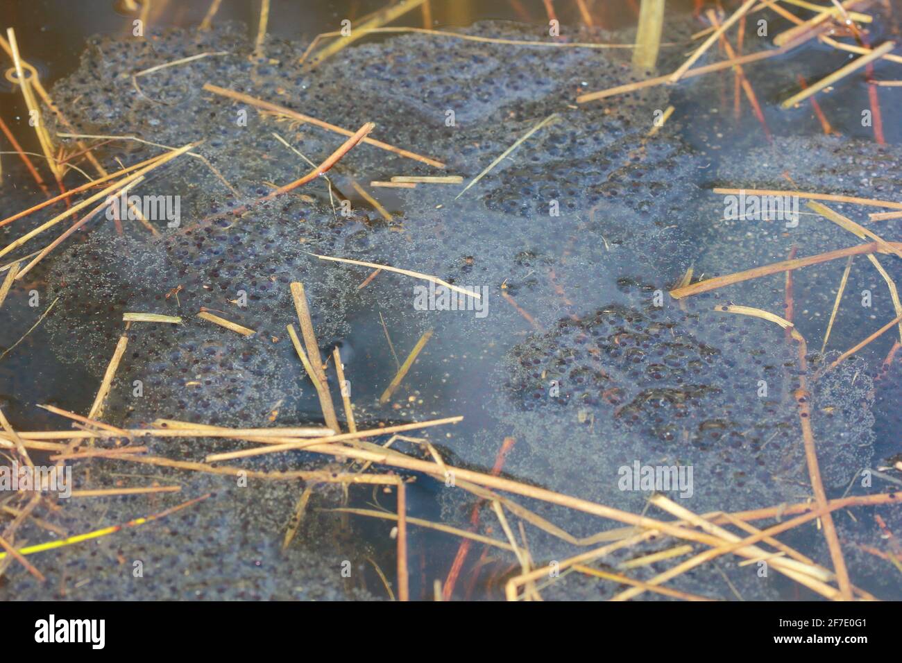 moor frog (Rana arvalis) clutches of eggs Stock Photo Alamy