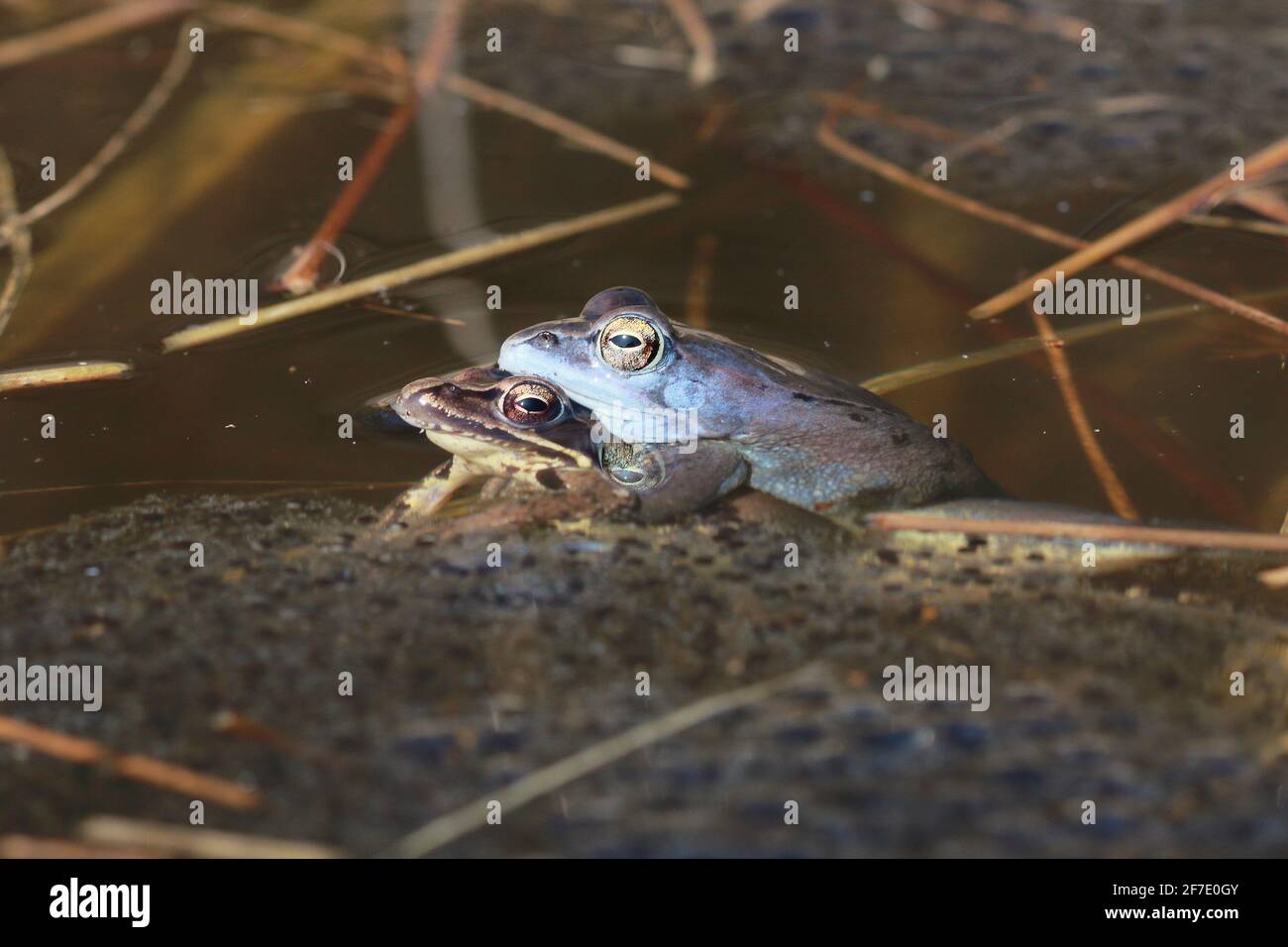 moor frog (Rana arvalis) couple in amplexus in natural habitat Stock Photo