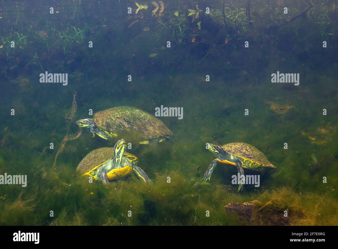 Suwannee cooter, Pseudemys concinna suwanniensis, foraging in a clear spring. Stock Photo