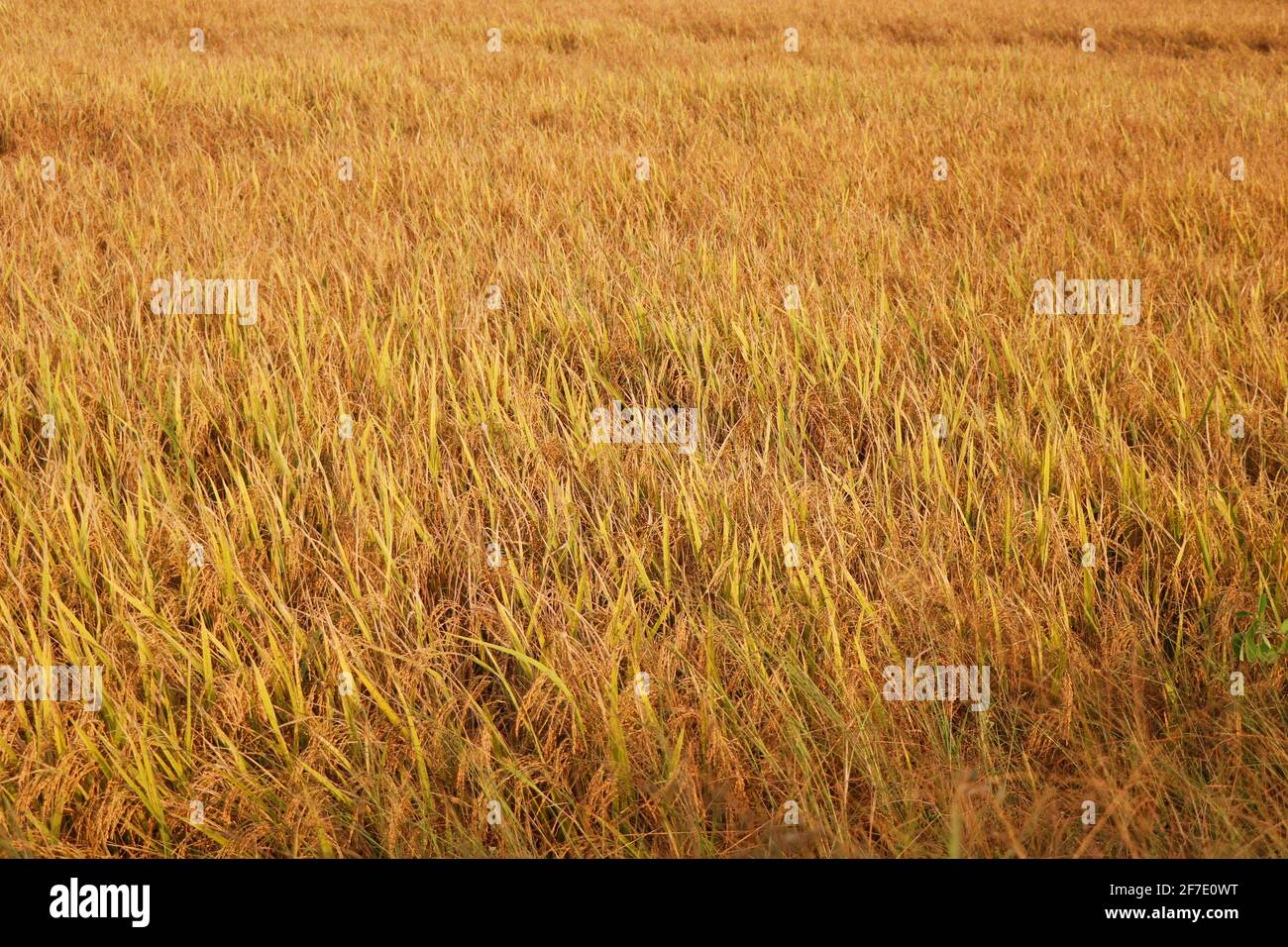 rice paddy in a sunny day ready for harvest Stock Photo - Alamy