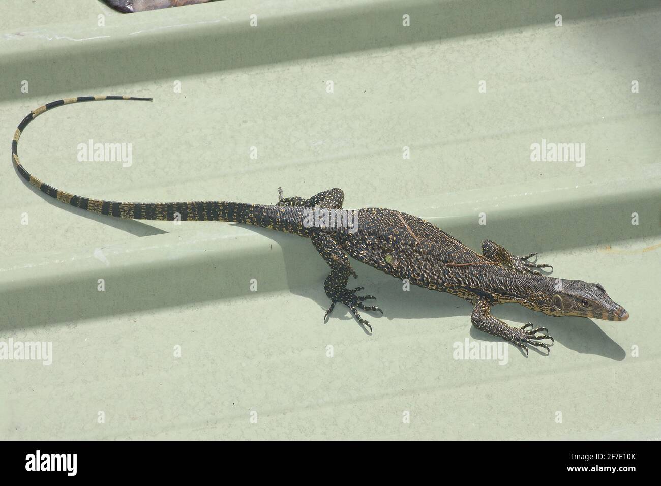Asian water monitor (Varanus salvator) young in the roof Stock Photo