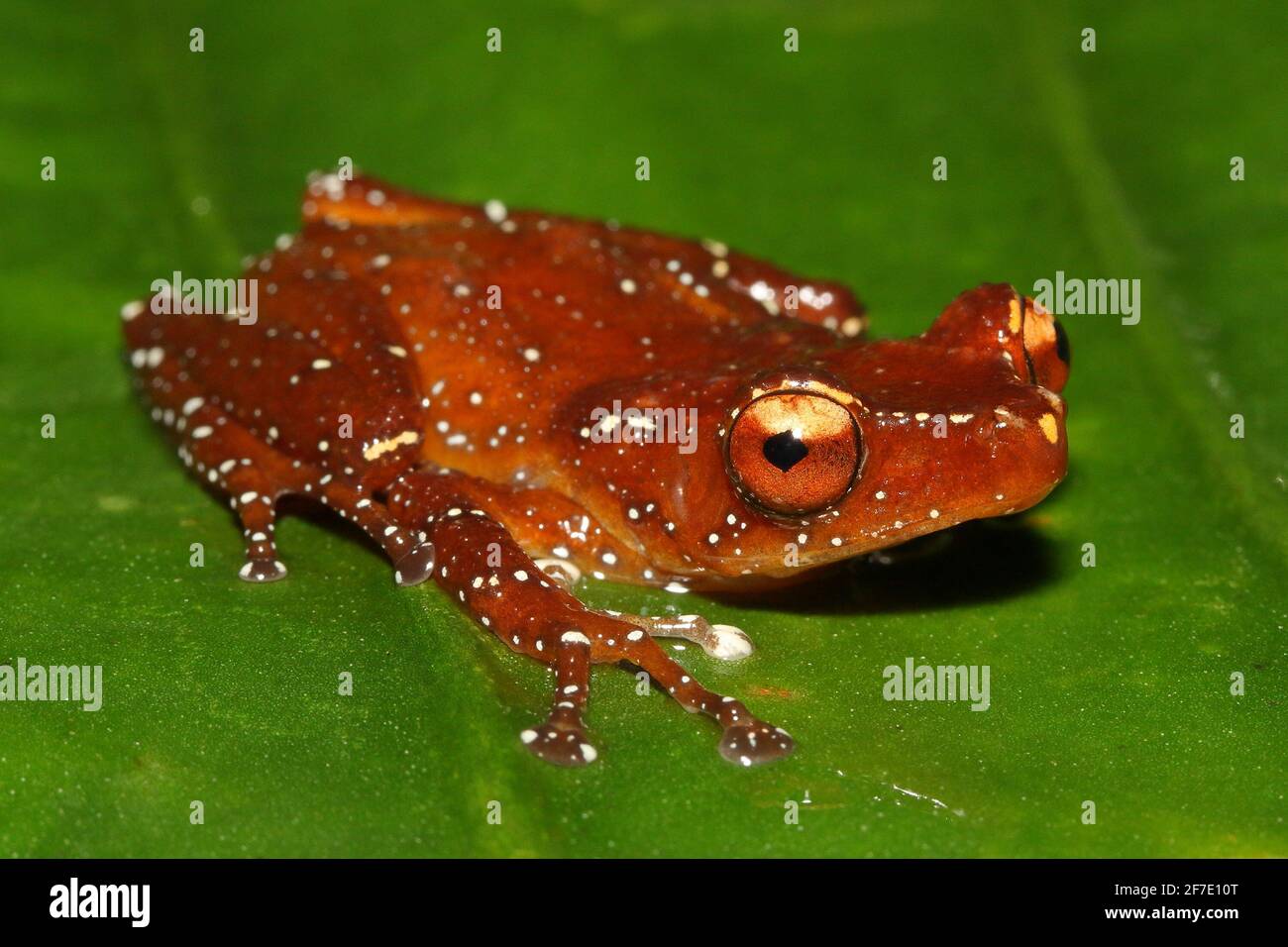 cinnamon tree frog (Nyctixalus pictus) in natural habitat Stock Photo