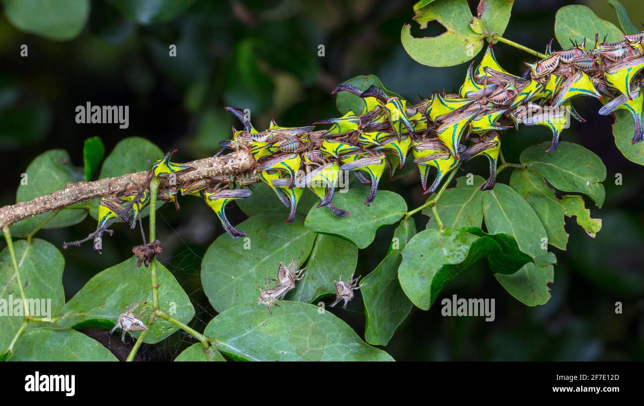 Thorn Treehoppers, Umbonia crassicornis, assembled and feeding on a cat claw black bead tree branch. Stock Photo