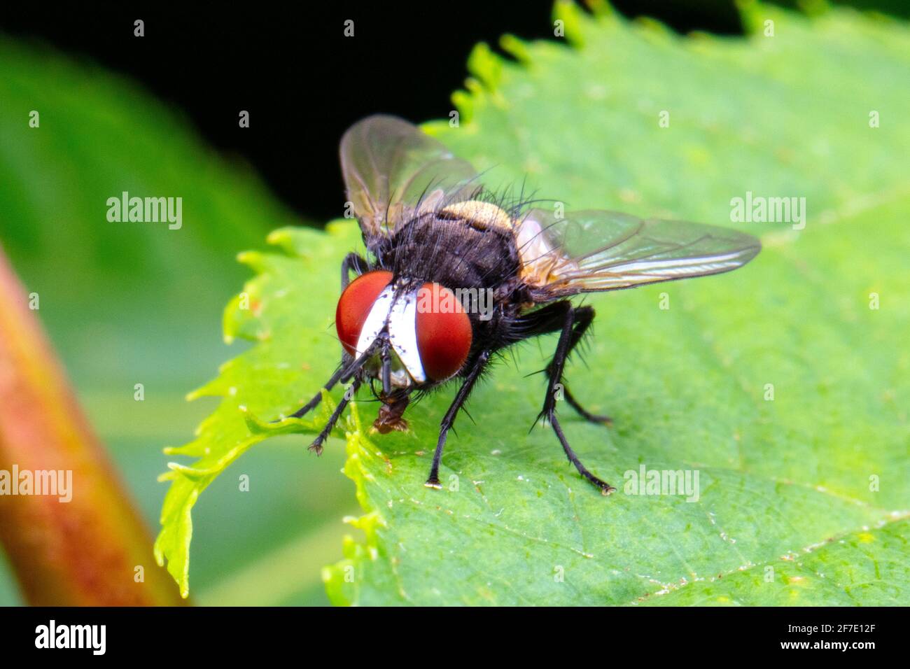 A portrait of a White-faced Fly,  Metopia argyrocephala, perched on a leaf. Stock Photo