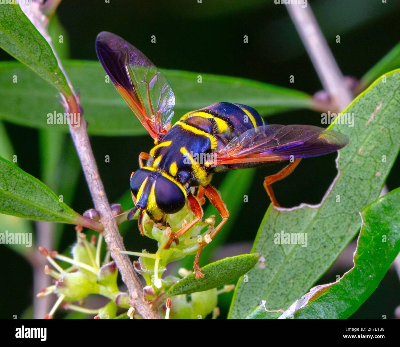 A Yellowjacket Hover Fly, Milesia virginiensis, is feeding on a flower. Stock Photo