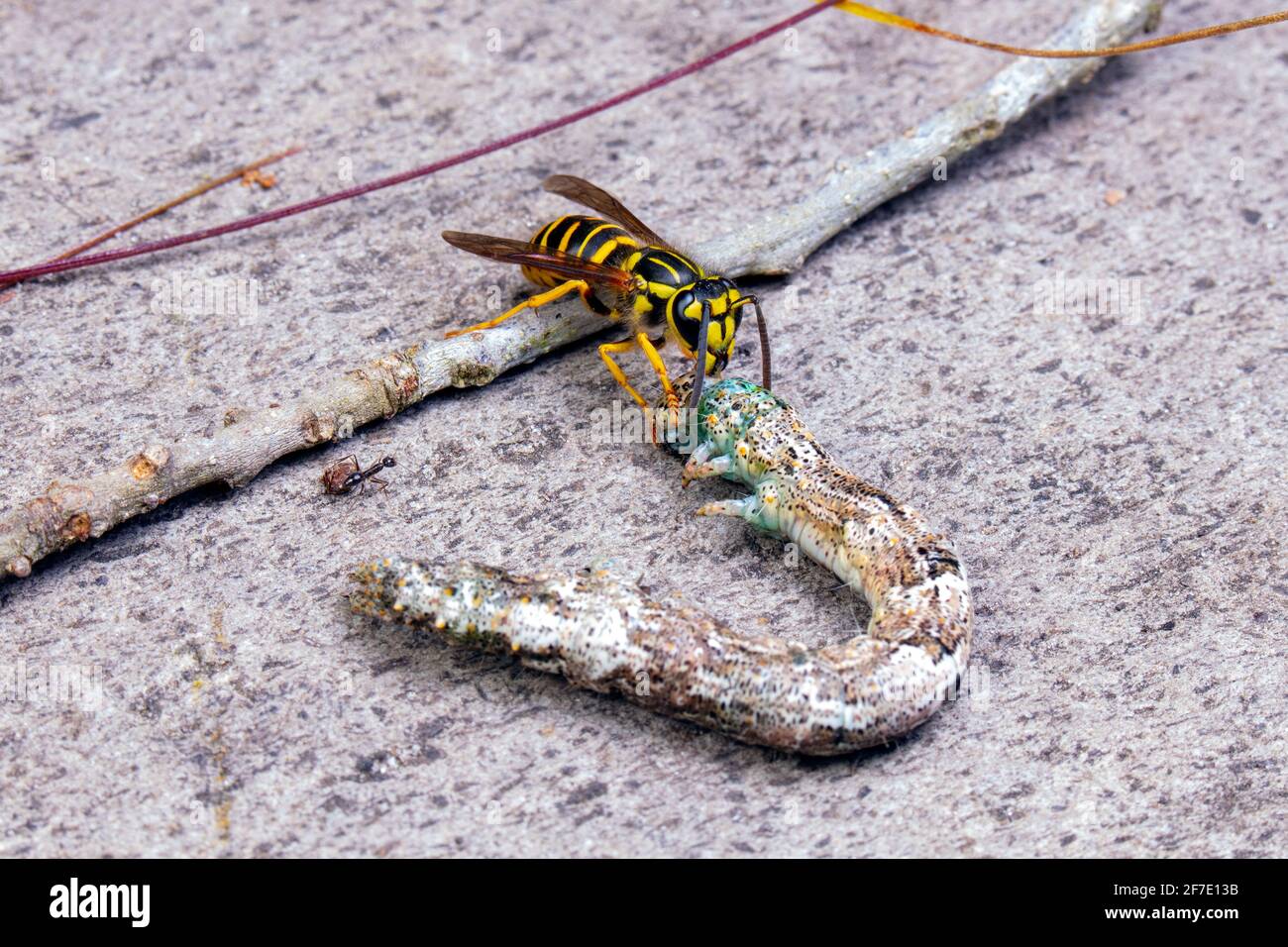 A southern yellow jacket, Vespula squamosa, is feeding on a geometrid moth caterpillar. Stock Photo