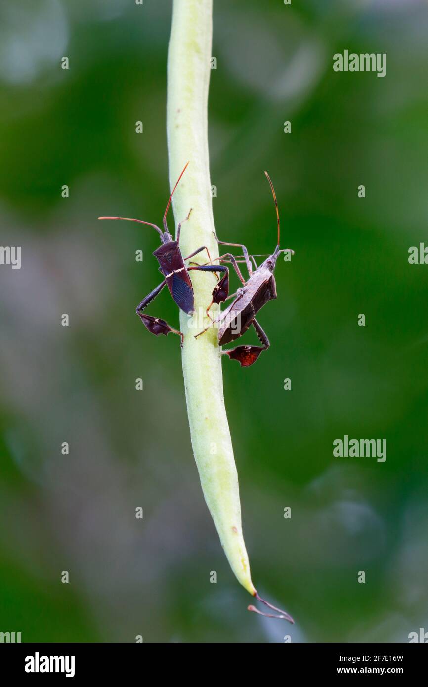 Adult leaf footed bugs, Leptoglossus phyllopus, on a plant. Stock Photo
