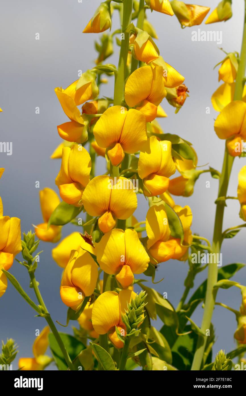 A Showy Rattlebox, Crotalaria spectabilis, with blue sky and clouds in the background. Stock Photo