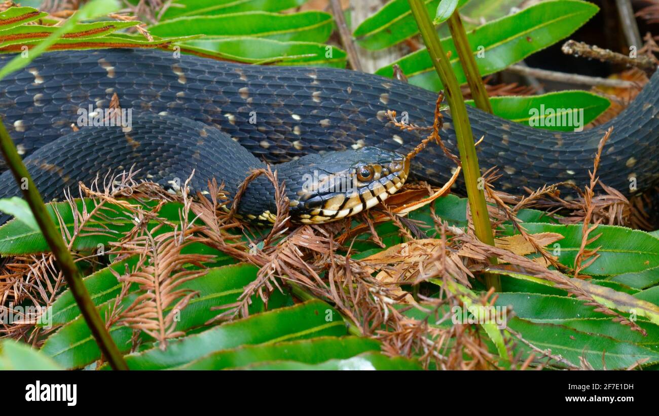 a Florida banded water snake, Nerodia fasciata pictiventris, foraging in a swamp. Stock Photo