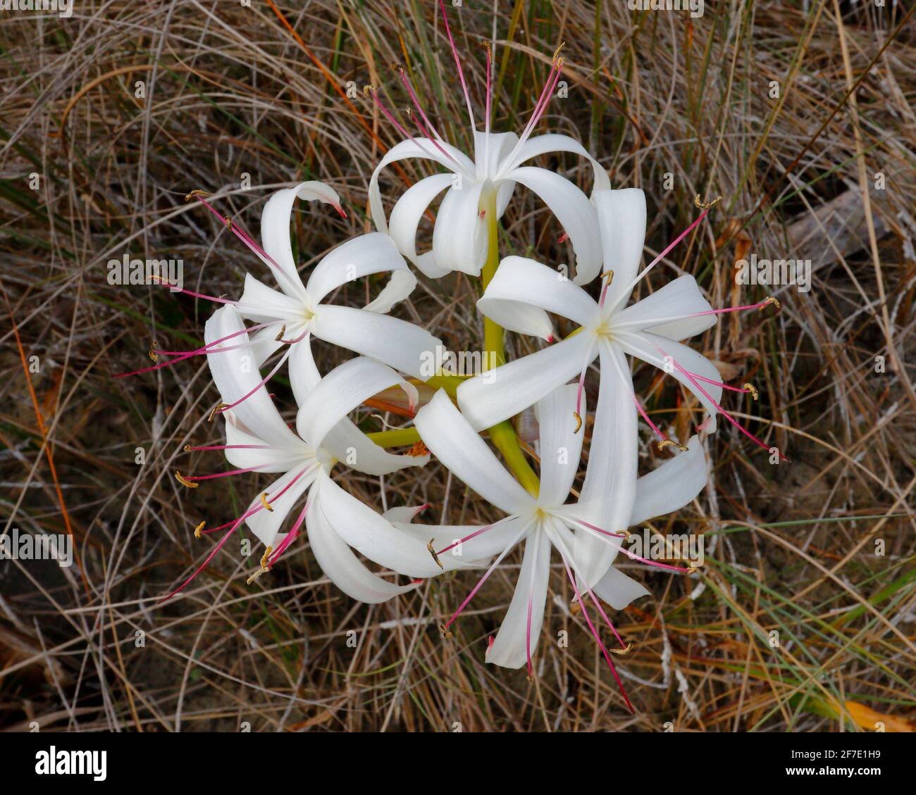 String Lily, crinum americanum, growing in the Florida everglades. Stock Photo