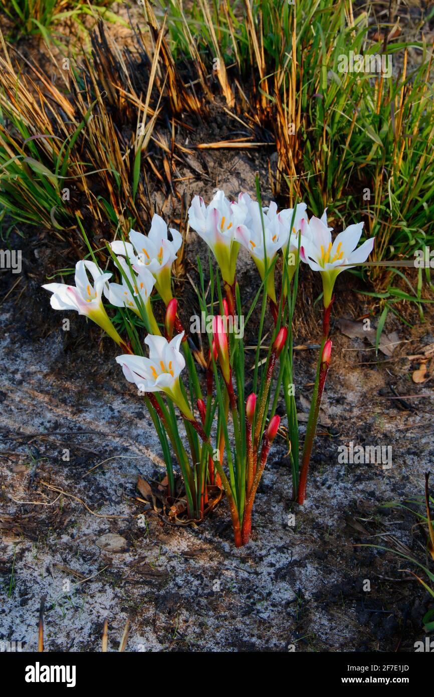 Rain lilies, atamasco lily, Zephyranthes atamasca, growing in a sanctuary. Stock Photo