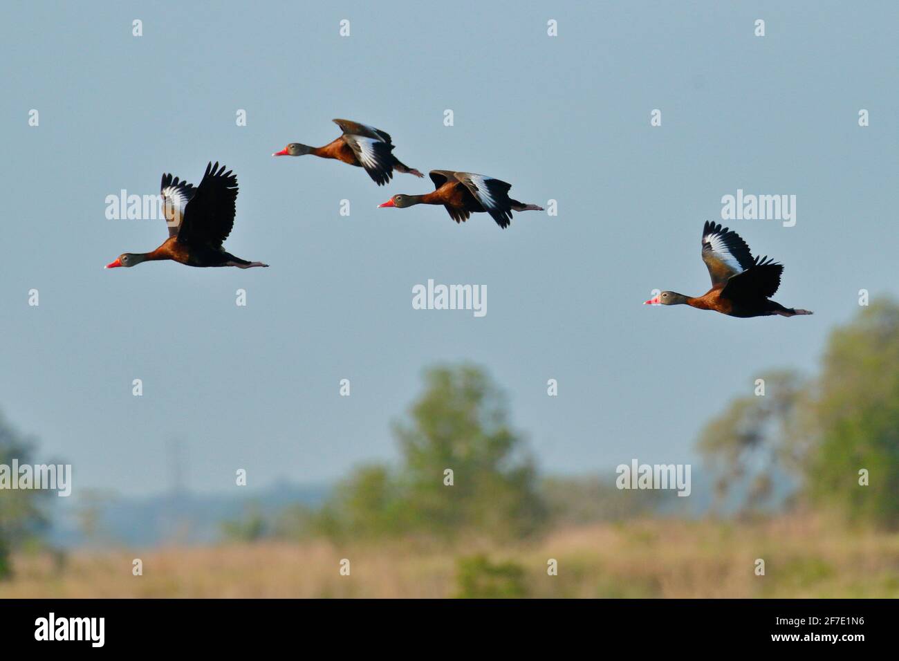 black-bellied whistling-ducks, Dendrocygna autumnalis, flying over a swamp. Stock Photo