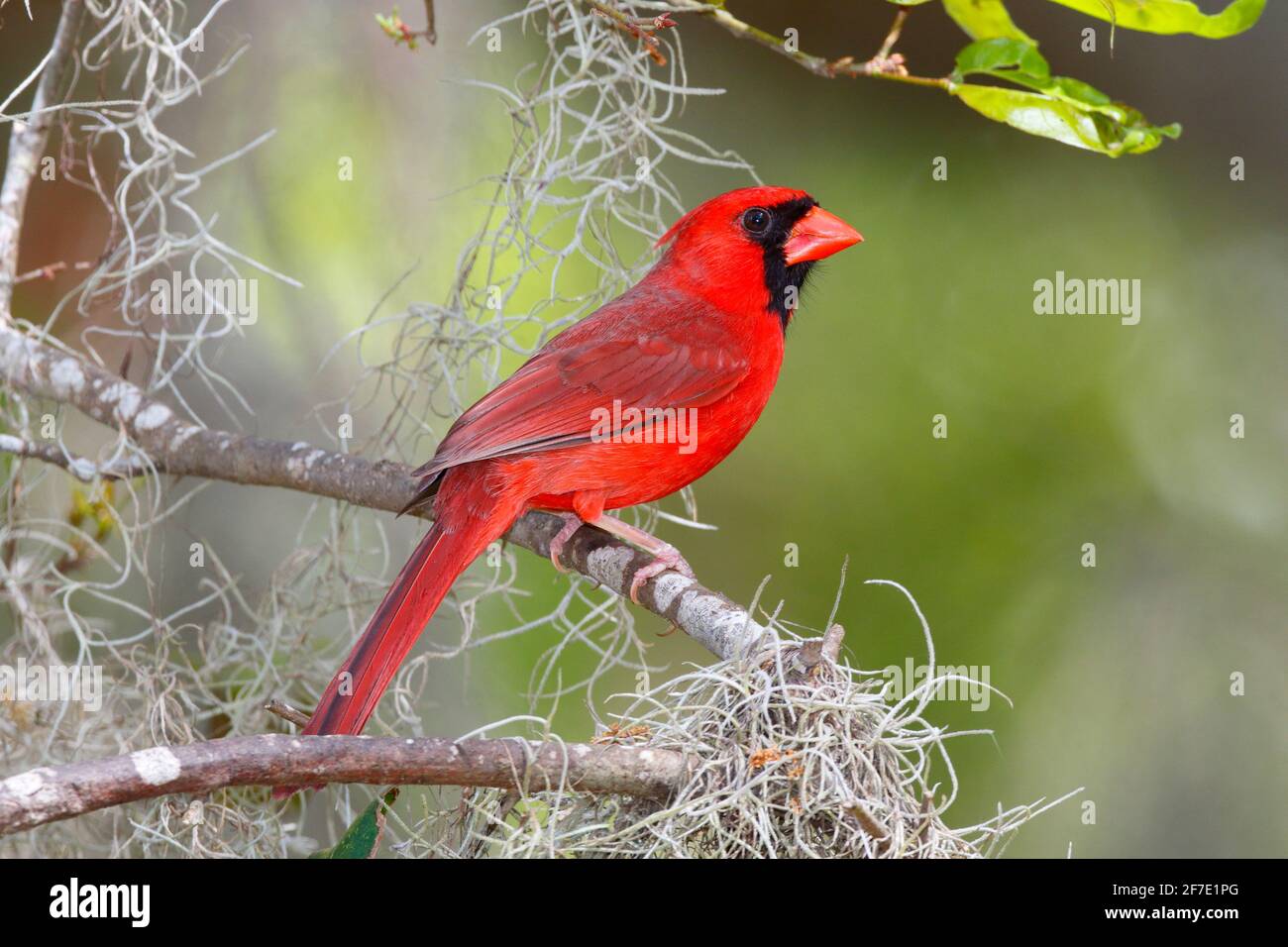 A northern cardinal, Cardinalis cardinalis, perched in a tree with Spanish moss. Stock Photo