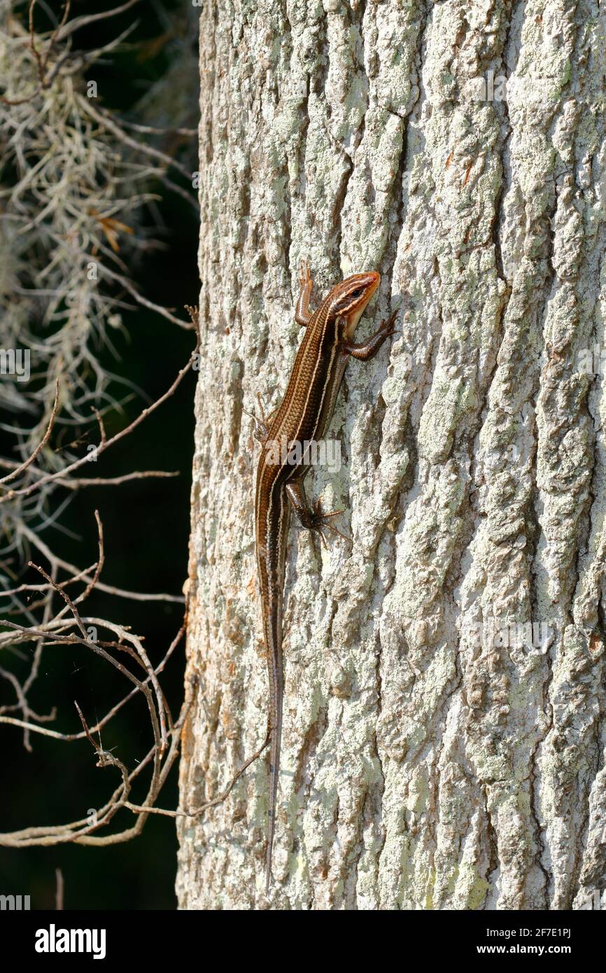 A Female Broad Headed Skink Plestiodon Laticeps Is Basking On A Tree