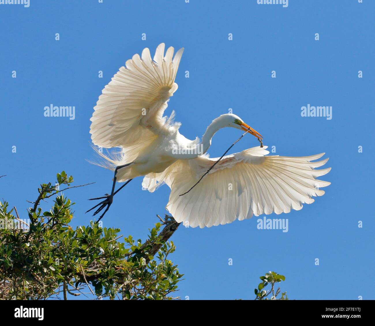 A great egret ,Ardea alba, in flight against blue sky. Stock Photo