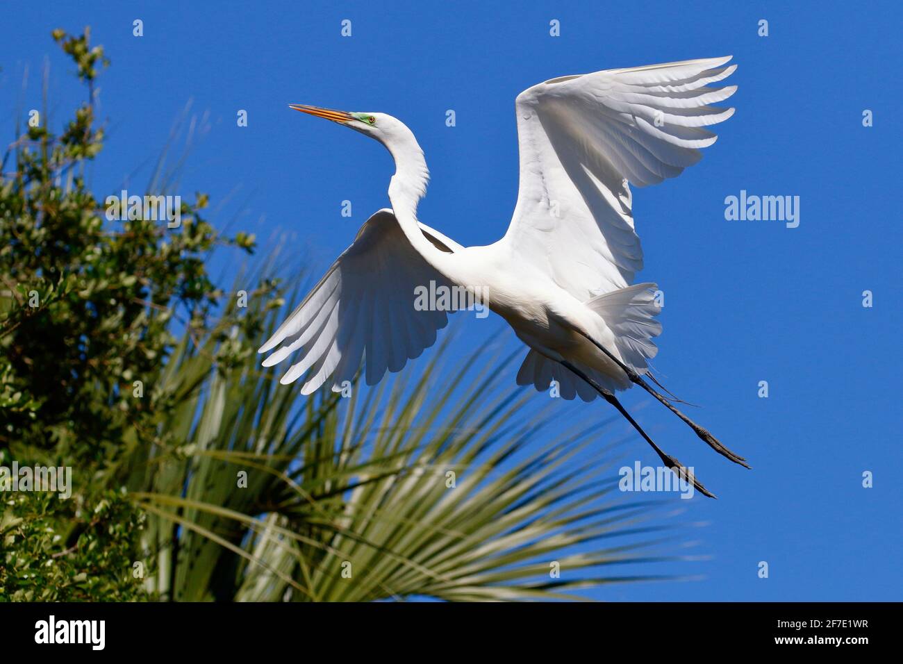 A great egret ,Ardea alba, in flight against blue sky. Stock Photo