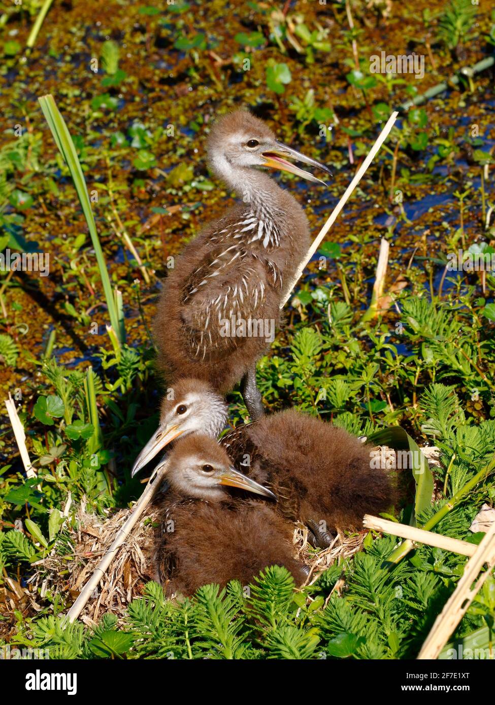 Young limpkins, Aramus guarauna, are left hiding together as the parents forage. Stock Photo