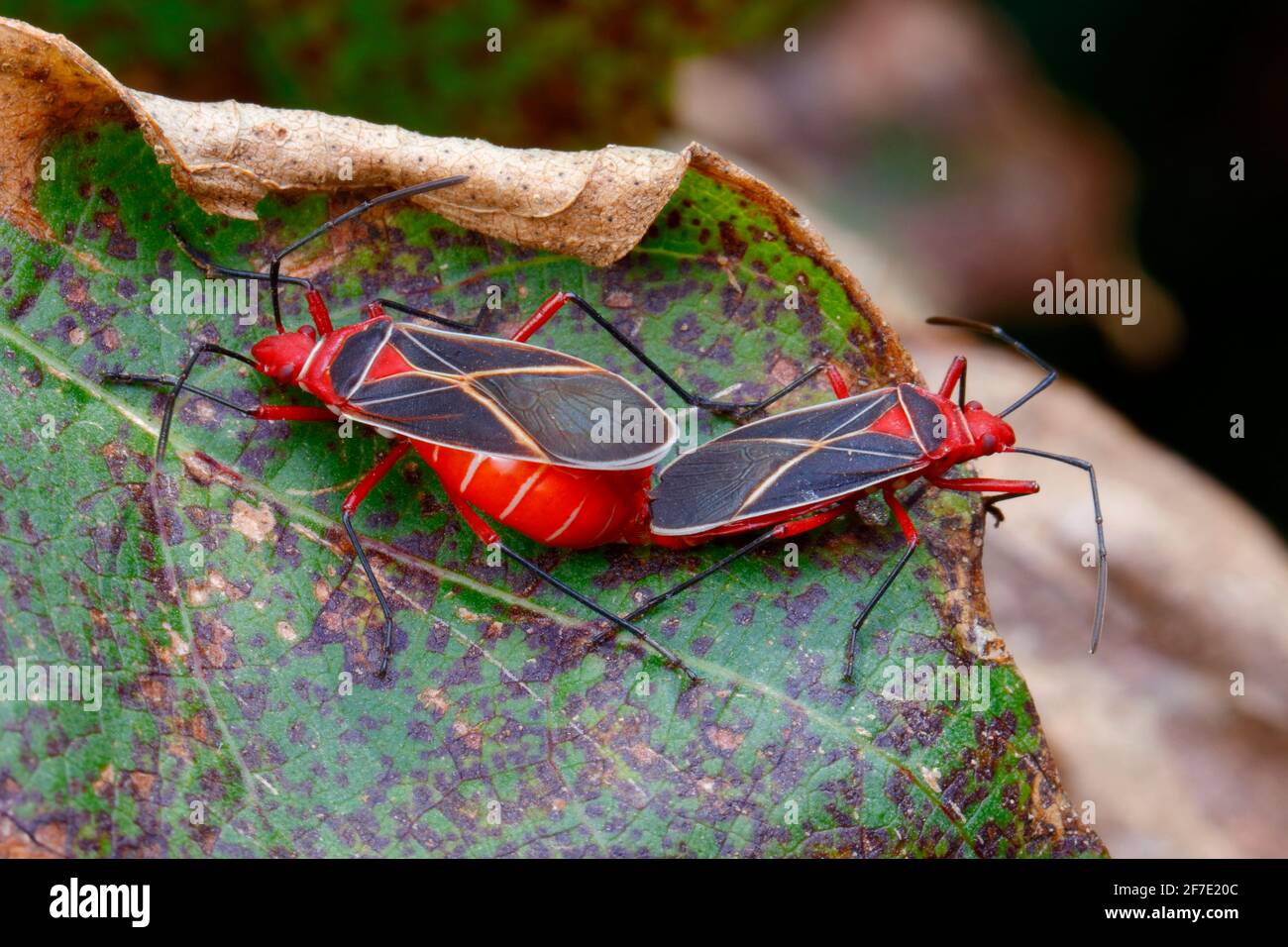 Mating adult cotton stainers, Dysdercus suturellus, on a cotton leaf. Stock Photo