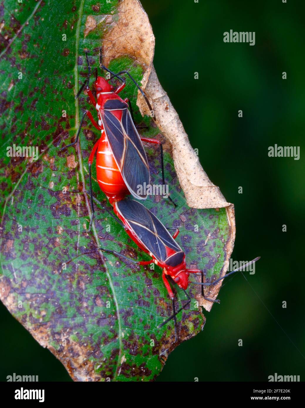 Mating adult cotton stainers, Dysdercus suturellus, on a cotton leaf. Stock Photo