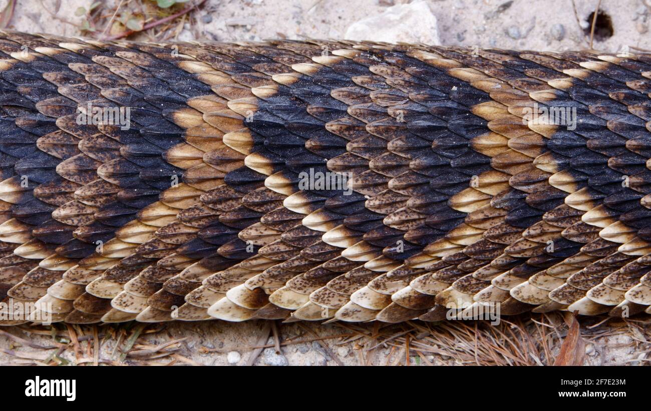 a close up photo of Eastern diamondbacked rattlesnake , Crotalus ...