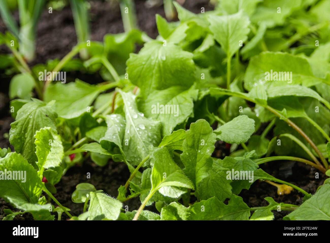 Defocus radish leaves texture. Organic radish grows in the ground. Young radishes grow in a bed in the garden. Green texture background. Out of focus. Stock Photo