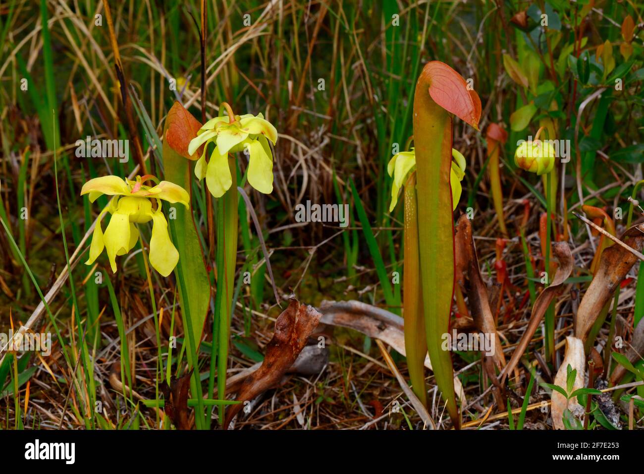 Pitcher plant and blooms growing on the edge of a swamp. Stock Photo