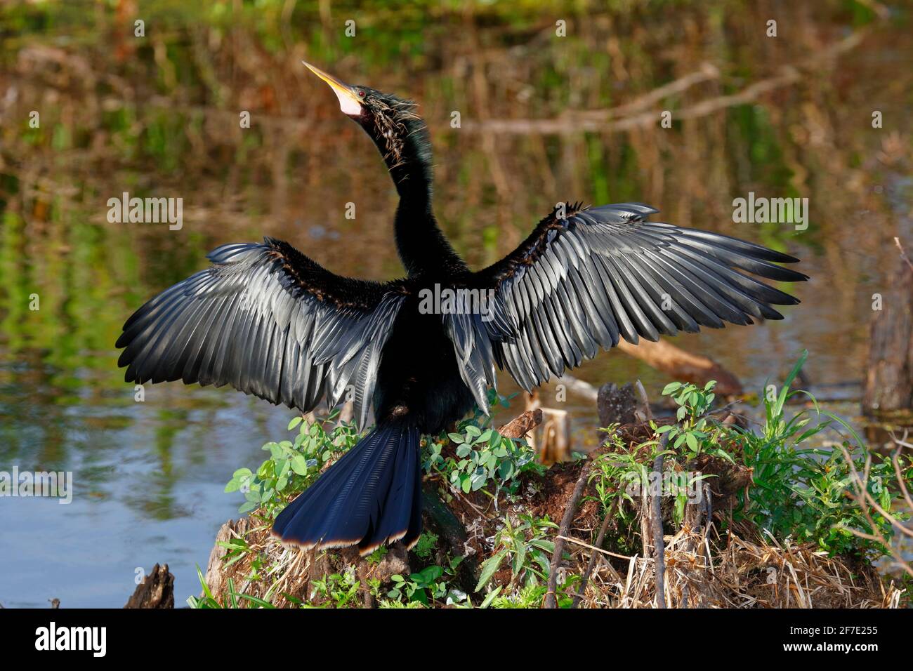 An anhinga, Anhinga anhinga, drying its wings at a swamp. Stock Photo