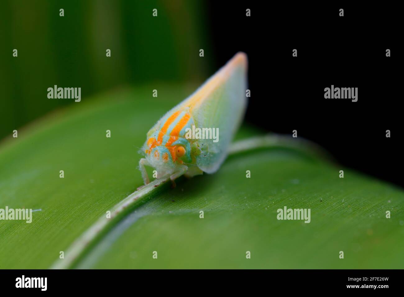 A palmetto leaf hopper is perched on a frond. Stock Photo