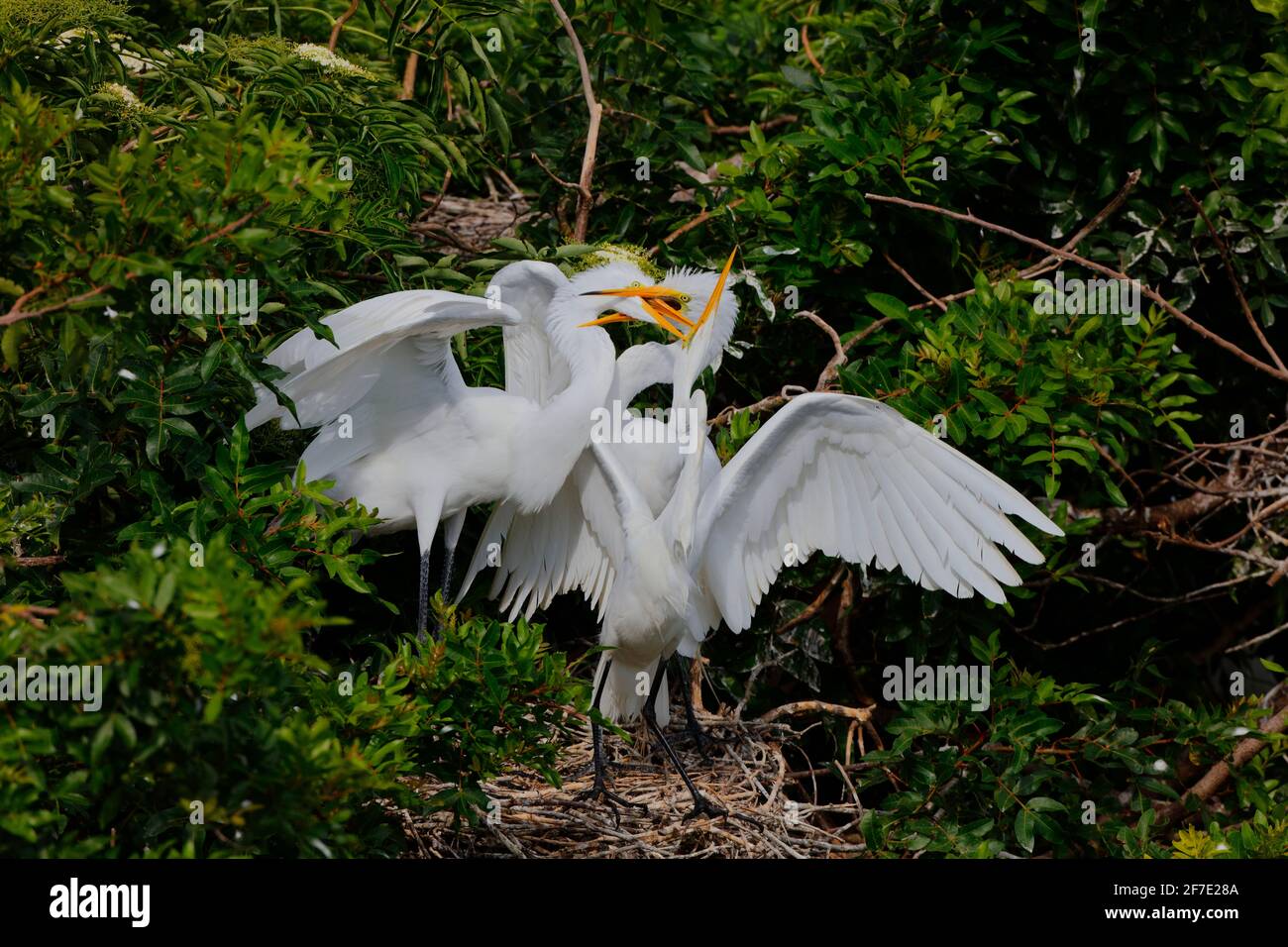 GREAT EGRETS ARDEA ALBA INFORMATION intelligence overview