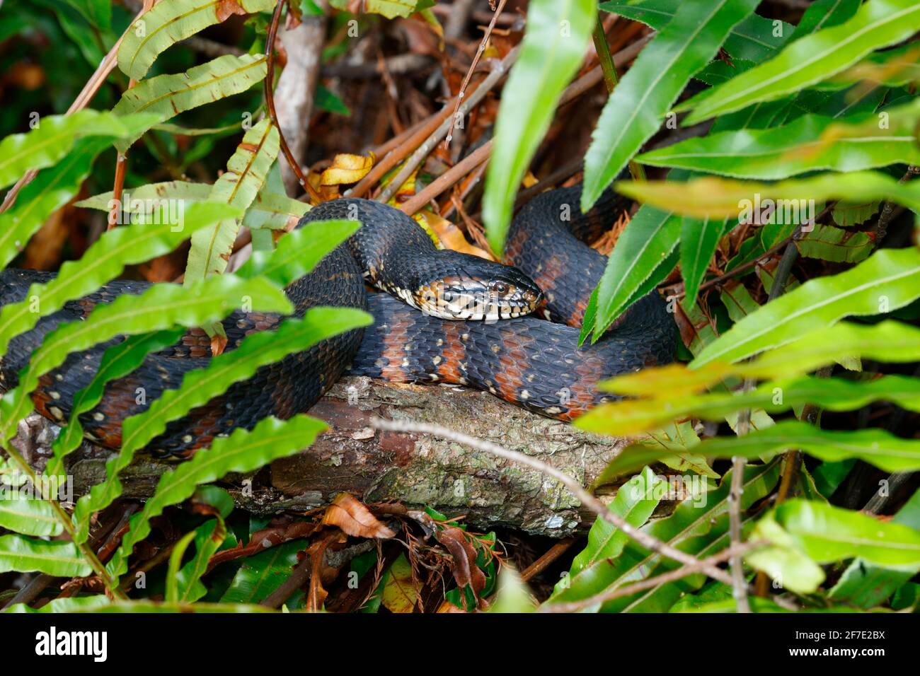 a Florida banded water snake, Nerodia fasciata pictiventris, foraging in a swamp. Stock Photo