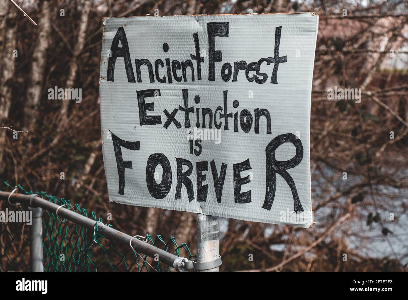 View of sign Ancient Forest Extinction is Forever attached to the fence in Courtenay, Canada. Dying forests concept Stock Photo