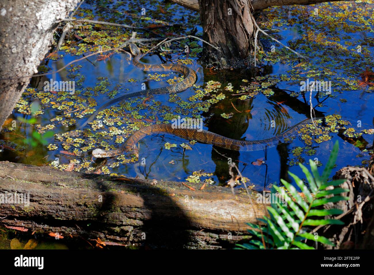 Florida Cottonmouths, Agkistrodon piscivorus conanti, foraging in a swamp. Stock Photo