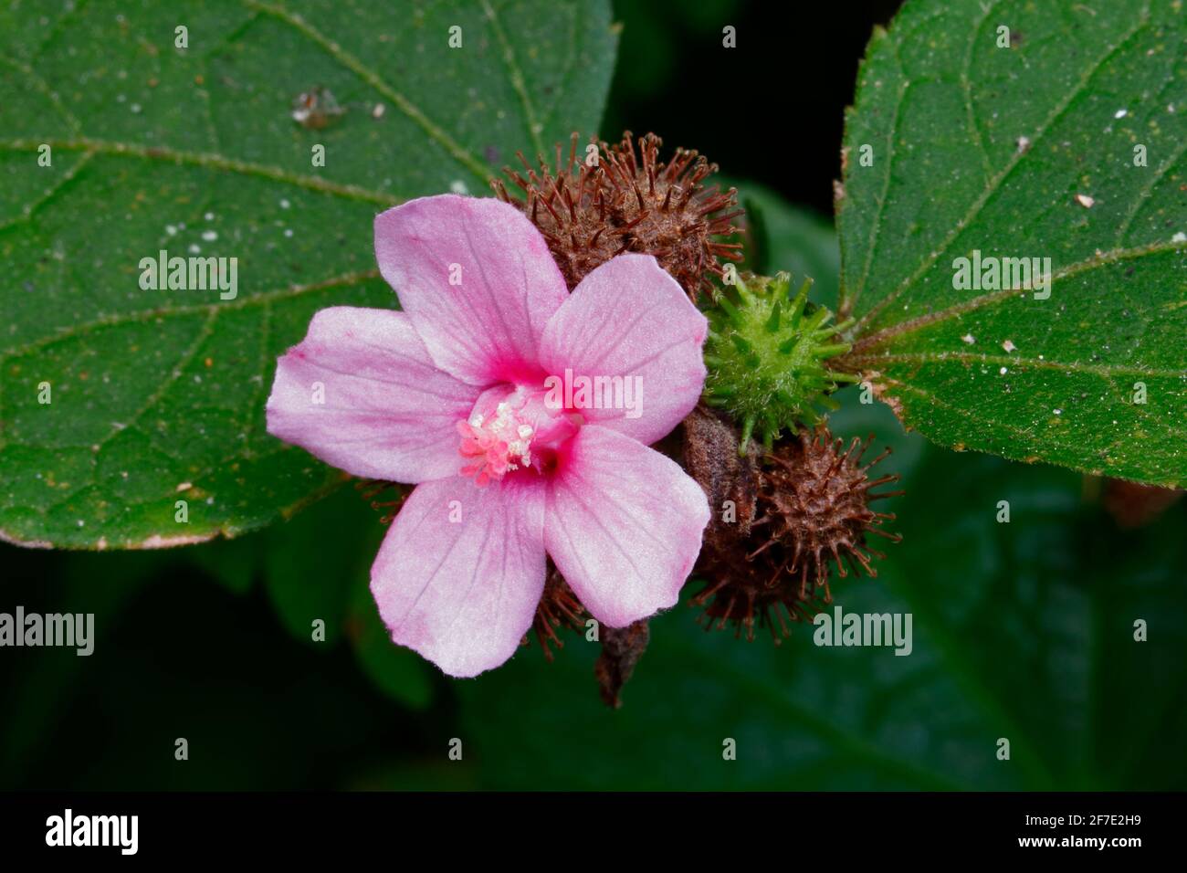 Pink flower of a Caesar weed, Urena lobata, with burr fruits. Stock Photo