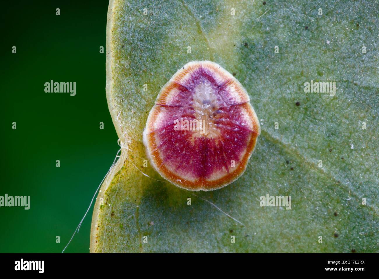 A scale insect, Protopulvinaria pyriformis, attached to a leaf. Stock Photo