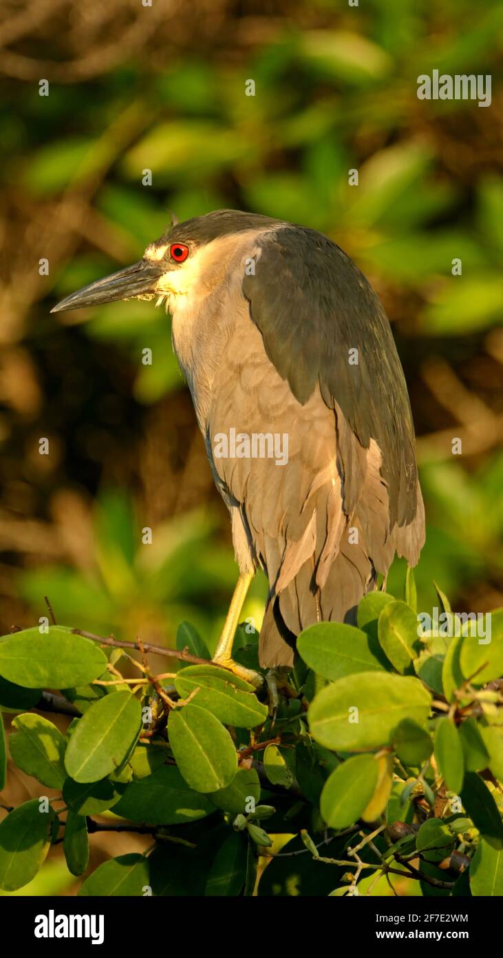 Black-crowned night heron (Nycticorax nycticorax) in Caleta Tortuga Negra, Baltra Island, Galapagos, Ecuador Stock Photo