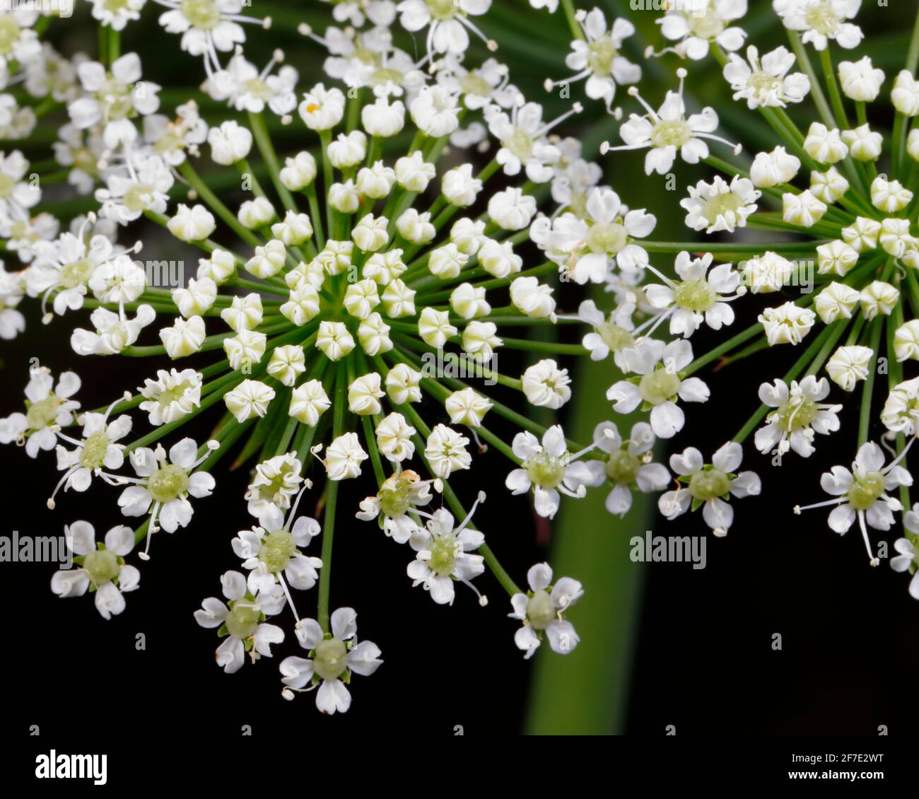 American Black Elderberry , Sambucus nigra ssp canadensis, blossom. Stock Photo