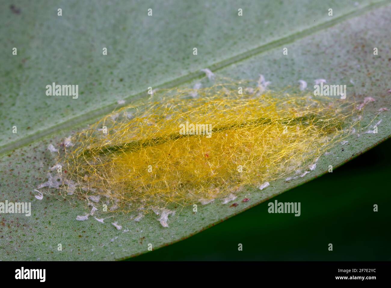 Egg sac of the spinybacked orbweaver, Gasteracantha cancriformis. Stock Photo