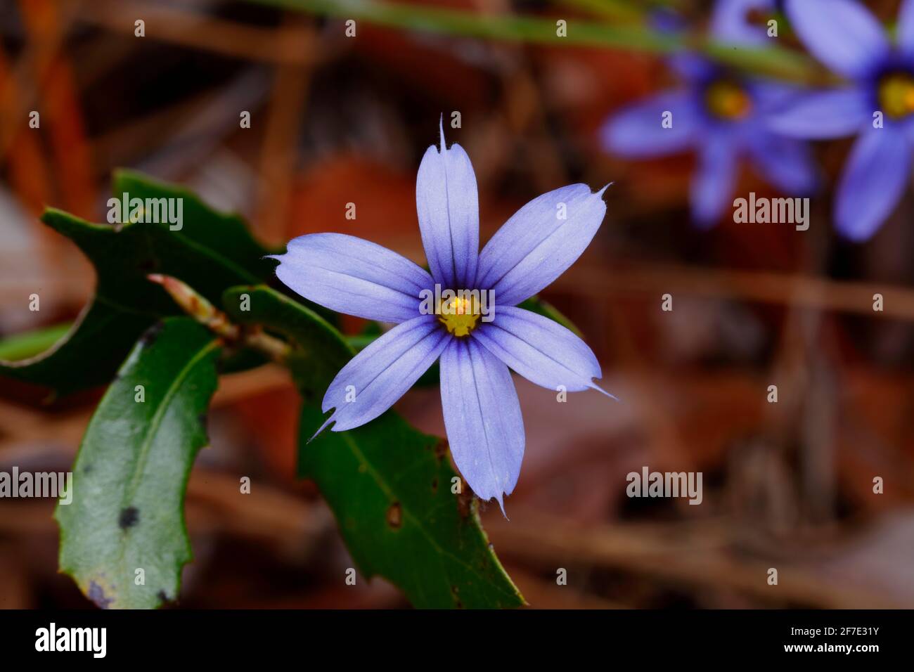 A Blue-eyed Grass, Sisyrinchium angustifolium, blossom . Stock Photo