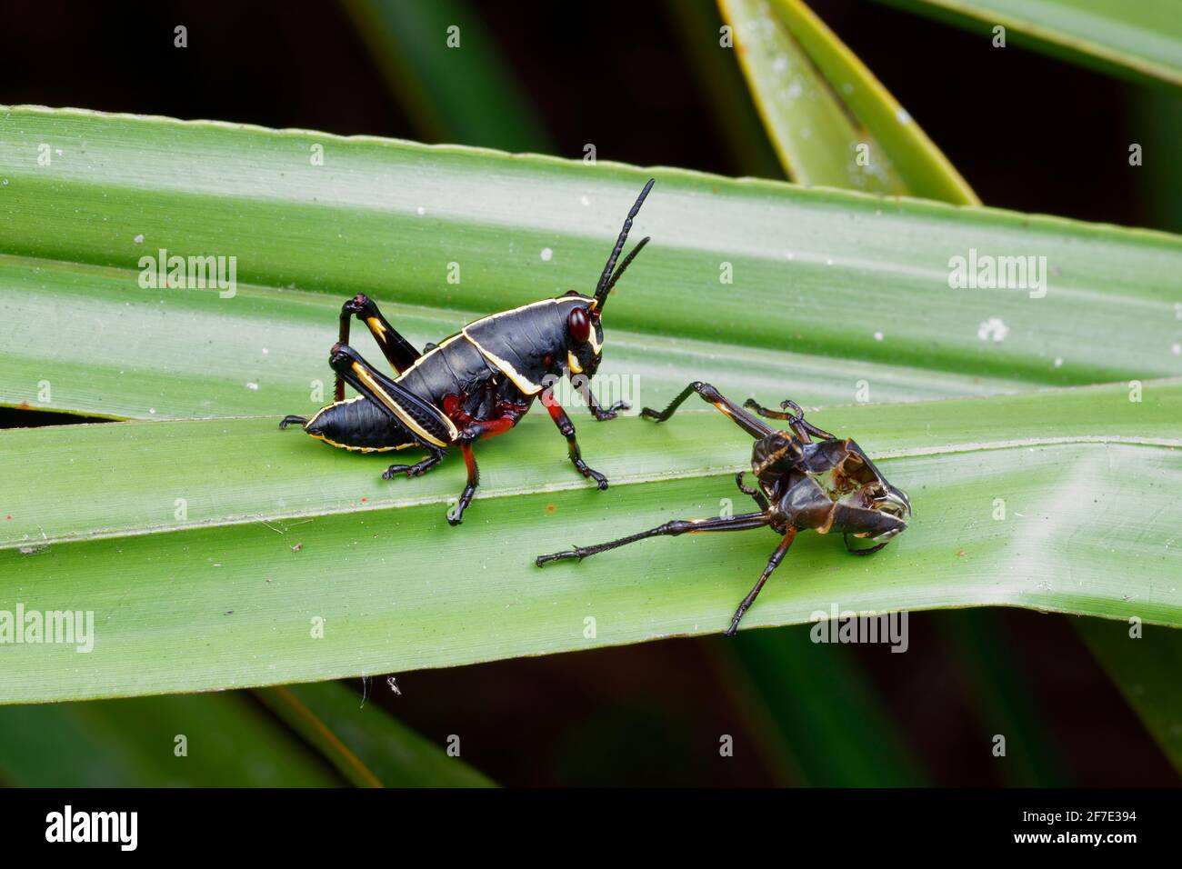 An eastern lubber grasshopper, Romalea guttata, and its molted ...